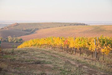 Beautiful landscape of Vineyards in Tuscany. Chianti region in summer season. Italy.