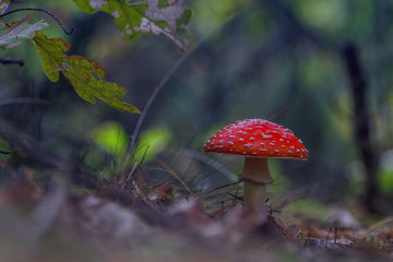 Muchomor © R.Jaszczynski