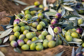 Raccolta olive verdi in Puglia