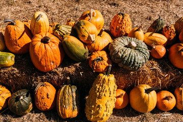 Kalifornische Kürbisse an Helloween
