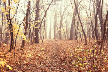 Late autumn foggy forest, outdoor background
