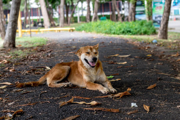 brown and white thin vagrant dog closeup on blur road background.