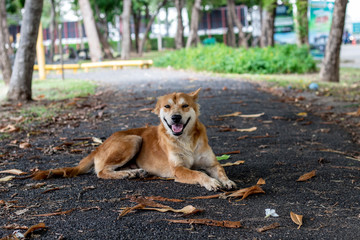 brown and white thin vagrant dog closeup on blur road background.