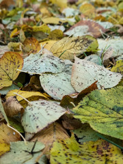 Fallen leaves of plants affected by plant diseases
