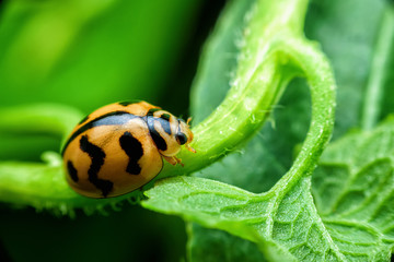 Ladybug with yellow stripes, black, walking on green leaves, beautiful morning.