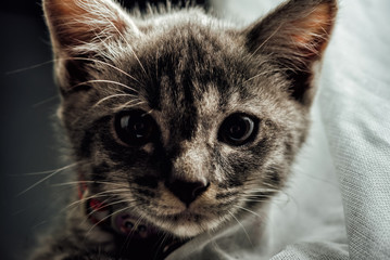 A lovely gray haired kitten that is on a black background.