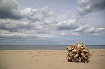 dead tree on the beach