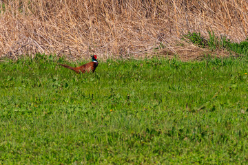 Pheasant in green grass on a meadow