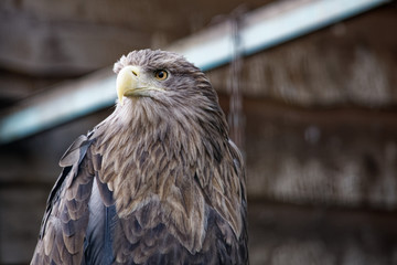 portrait of an eagle