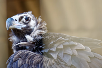 bird of prey