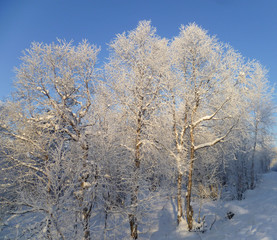 In winter, frozen trees "dressed in white clothes" in the forest. Northwest of Russia.