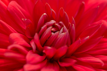 Closeup of  Red Dahlia Flower Petals   