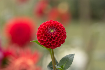 Red Dahlia Flower   