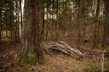 Knorriger  Baumstamm in Mischwald Schonung mit Totholz
