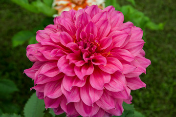 Closeup of Pink Dahlia Flower   