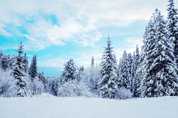 Winter landscape: snow-covered coniferous trees on a background of blue sky. The concept of winter, frost, cold.