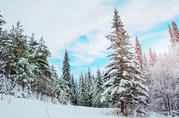 Winter landscape: snow-covered coniferous trees on a background of blue sky. The concept of winter, frost, cold.