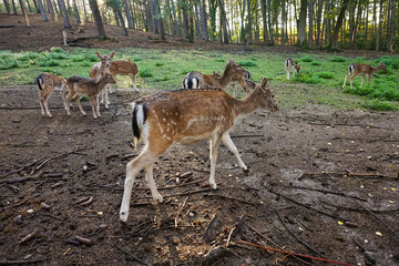 deer in a forest