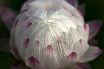 White and pink petals of Dahlia Flower   