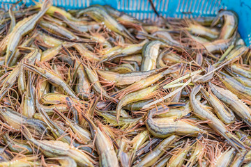 fresh caught wild sea shrimp.délicatesse