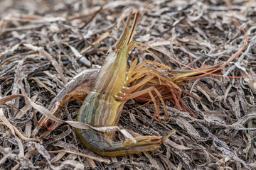 fresh caught wild sea shrimp.délicatesse