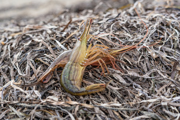 fresh caught wild sea shrimp.délicatesse