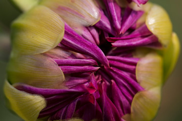 Closeup of  Pink Dahlia Flower Bud.   