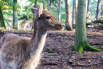 deer in a forest