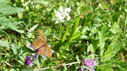 An old butterfly sits on a meadow cornflower.