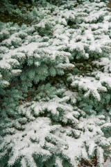 Rami di albero sempreverde ricoperti di neve fresca