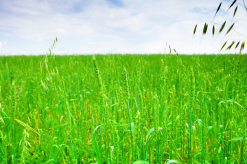 Real green grass background. Fresh lawn in the morning