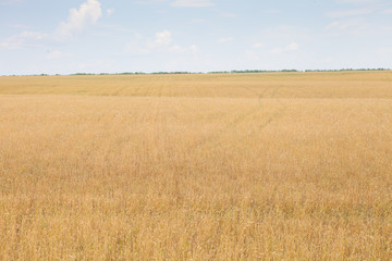 Yellow field of ripe wheat or rye on a sunny summer day