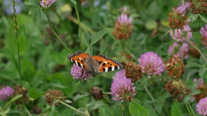 Butterfly urticaria sits on a flower.