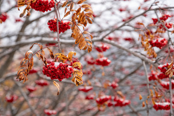 Frutti invernali sotto la neve