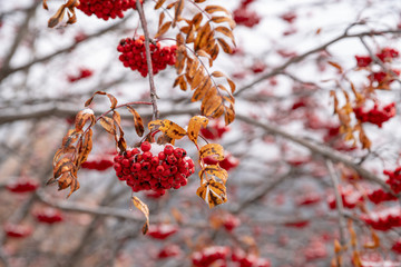 Frutti invernali sotto la neve