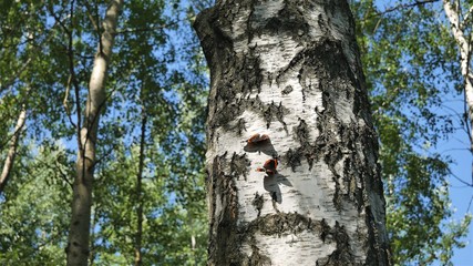 Two admiral butterflies are sitting on a birch in the forest.