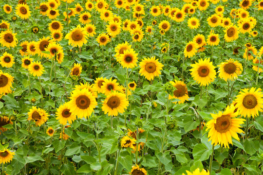 Sunflower Landscape Picture of yellow sunflowers over blue sky