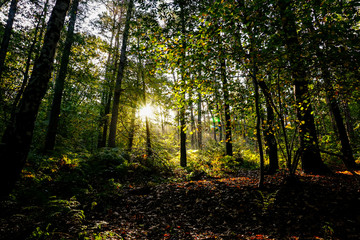 Fototapeta premium sunny forest