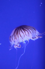 beautiful jellyfish in a large aquarium in the aquarium