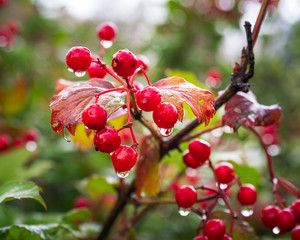 Brush ripe viburnum in the drops of rain outdoors on a background of green trees