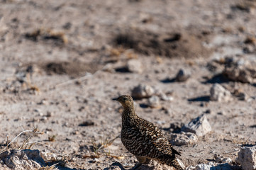 Closeup of a Crested Francolin - Dendroperdix sephaena- in Etosha National Park