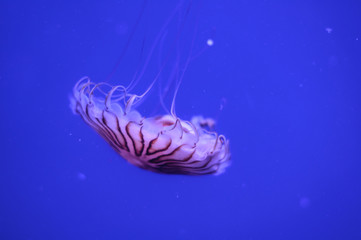 beautiful jellyfish in a large aquarium in the aquarium