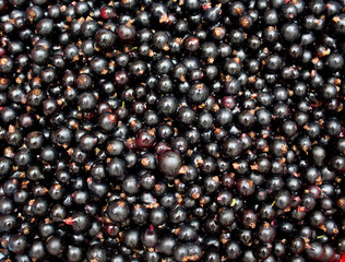Black currant. Background. Photo.