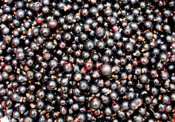 Black currant. Background. Photo.