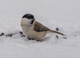  Puff, brown-headed nut