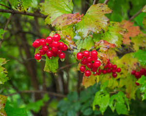 Viburnum tree with red clusters after rain
