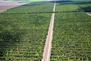 Oblique aerial view of sandalwood plantation in the Ord River Irrigation scheme at Kununurra in the...