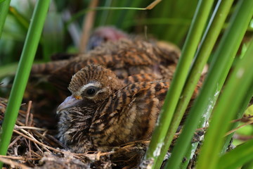 Geopelia striata,zebra dove in the nest