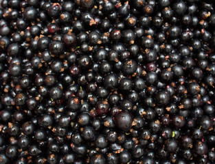 Black currant. Background. Photo.