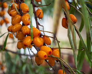 Branch with berries of sea buckthorn and green leaves